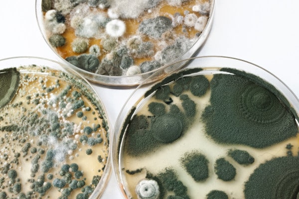 mold and fungi in testing dish