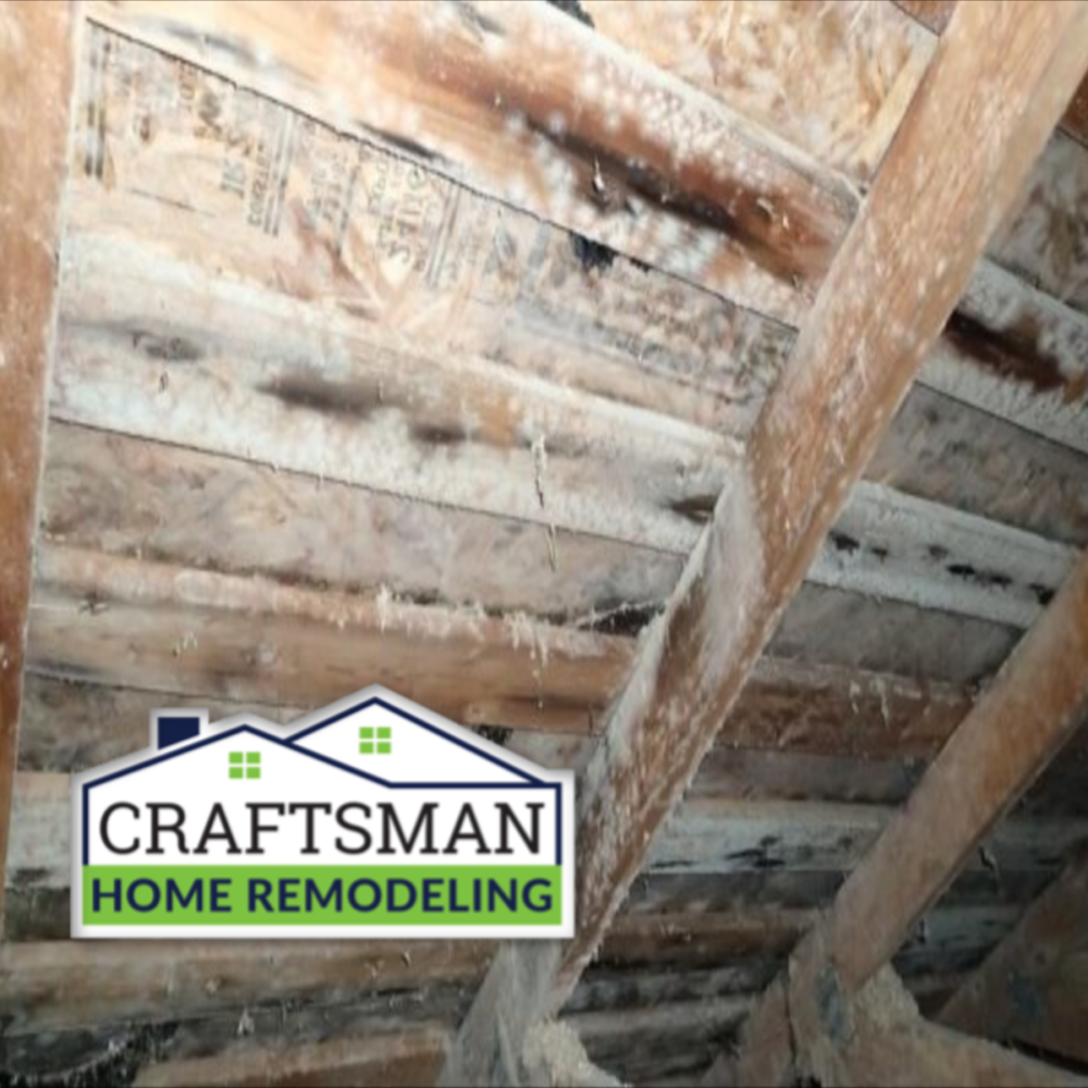 What is White Mold? Craftsman Home Remodeling